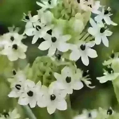 Arabicum
